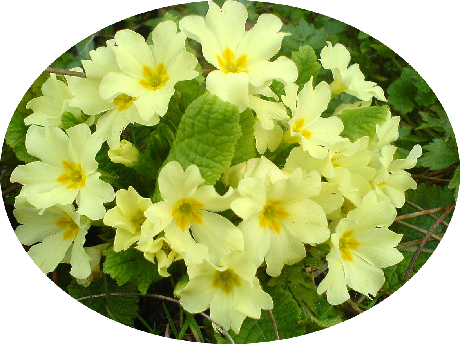 Primrose Corner